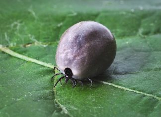 Borelioza – jak rozpoznać objawy i jak leczyć?