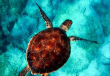 Jaki Jacket do nurkowania? Jaki Jacket do nurkowania?