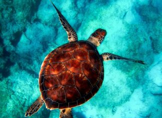 Jaki Jacket do nurkowania? Jaki Jacket do nurkowania?