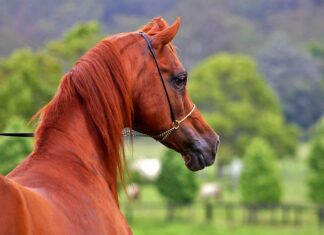 Czy kantar jest bezpieczny?