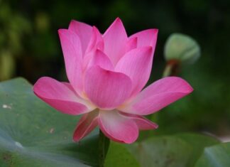 Jak jest po angielsku bejsbol? Jak jest po angielsku bejsbol?