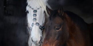 Jakie są ogłowie dla konia?