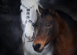 Jakie są ogłowie dla konia? Jakie są ogłowie dla konia?