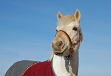 Czy Halter jest dobry? Czy Halter jest dobry?