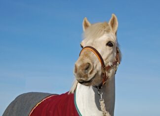 Czy Halter jest dobry?