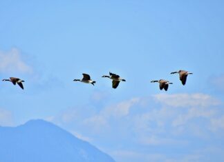 Kiedy i gdzie odlatują jaskółki? Kiedy i gdzie odlatują jaskółki?