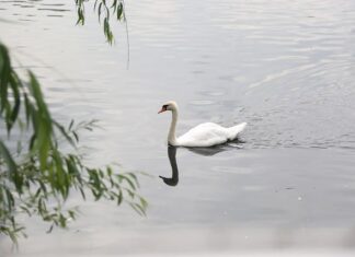 Czy można pływać łódką po jeziorze?