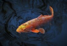 Jaki ciężar wyrzutu na karpia?