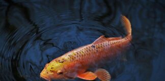 Jaki ciężar wyrzutu na karpia?