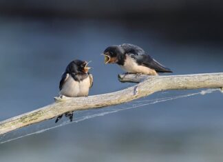Czym różni się jaskółka od jerzyka? Czym różni się jaskółka od jerzyka?