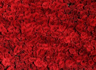 Czym się różni łańcuch 420 od 428? Czym się różni łańcuch 420 od 428?