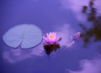 Czy na macie do jogi można ćwiczyć? Czy na macie do jogi można ćwiczyć?