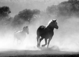 Dlaczego powinno się wsiadać na konia z lewej strony? Dlaczego powinno się wsiadać na konia z lewej strony?