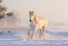 Czy koń wyczuwa strach?