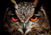 Co oznacza jak ptak atakuje okno?