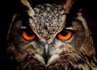 Co oznacza jak ptak atakuje okno? Co oznacza jak ptak atakuje okno?