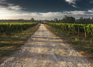 Jak długo pacjent może być w pasach?
