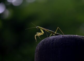 Ile kosztuje AK 47 na czarnym rynku? Ile kosztuje AK 47 na czarnym rynku?