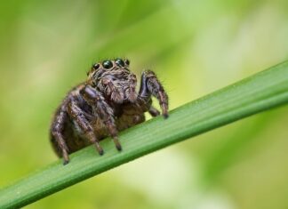 Jaki kask do skoków spadochronowych?