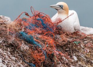 Ile jest wszystkich ras koni na świecie?