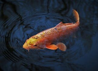 Jaka wędka na karpia na spławik? Jaka wędka na karpia na spławik?