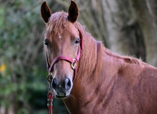 Jak zmierzyć Kantar dla konia?