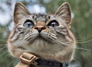 Co zamiast smyczy? Co zamiast smyczy?