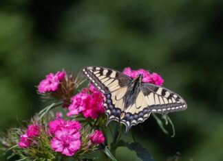 O co chodzi z rozdzielczością?
