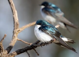 Dlaczego jaskółki wyrzucają pisklęta?