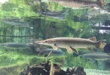 Jaki spinning na szczupaka do 200 zł?