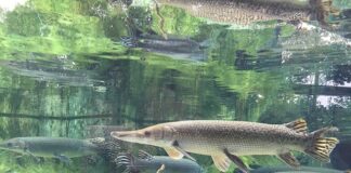 Jaki spinning na szczupaka do 200 zł?