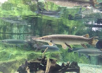 Jaki spinning na szczupaka do 200 zł? Jaki spinning na szczupaka do 200 zł?