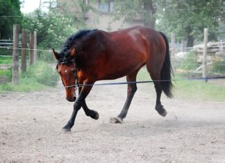Co to jest lonża i do czego służy? Co to jest lonża i do czego służy?