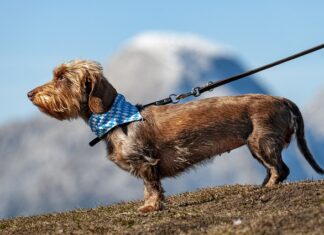 Czy smycze flexi są dobre? Czy smycze flexi są dobre?