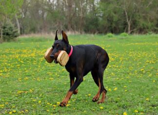 Ile waży wkład balistyczny?