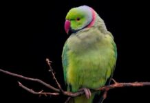 Z czego zrobić obroże?