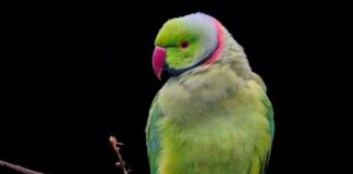 Z czego zrobić obroże?