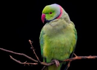 Z czego zrobić obroże?