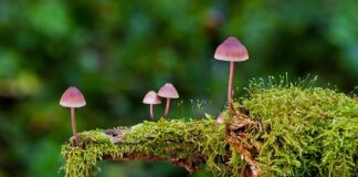 Jakie są rodzaje kasków?