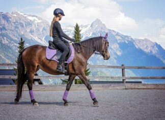 Dlaczego koń podnosi ogon podczas jazdy? Dlaczego koń podnosi ogon podczas jazdy?